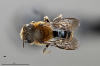 Media type: image;   Entomology 795007 Aspect: habitus dorsal view